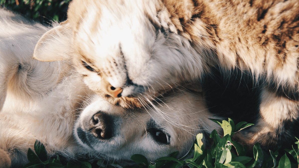Pet Products for Life (Not Just for Christmas)