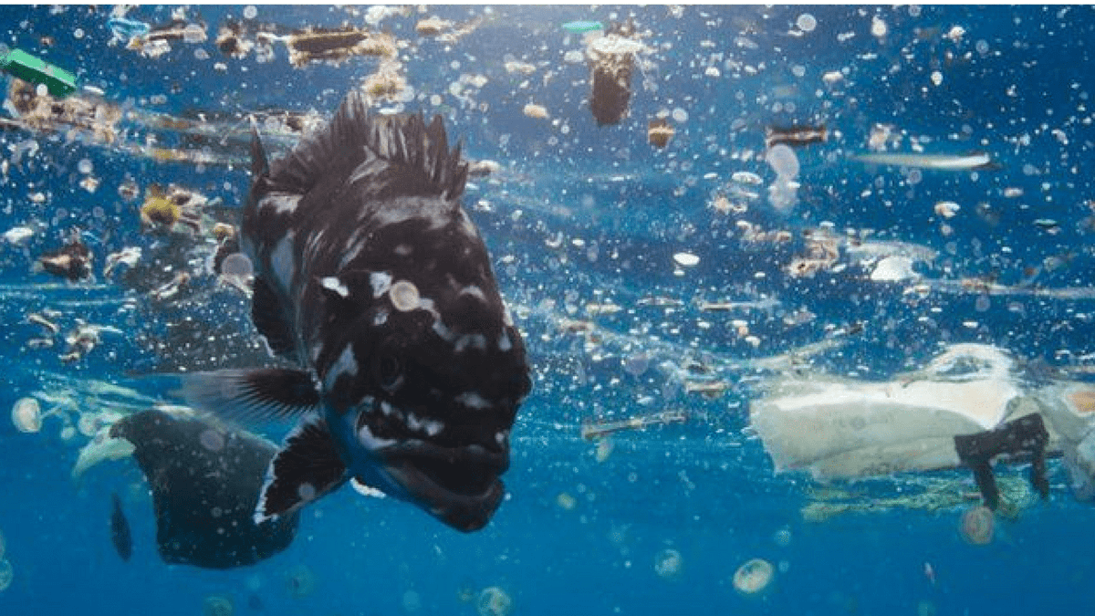 David Attenborough hits out at plastic waste