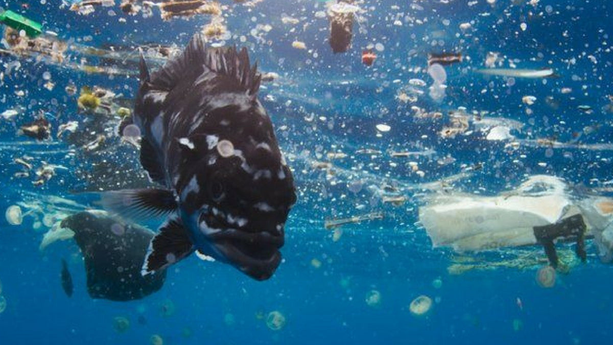 Could Blue Planet II turn the tide on plastic waste?