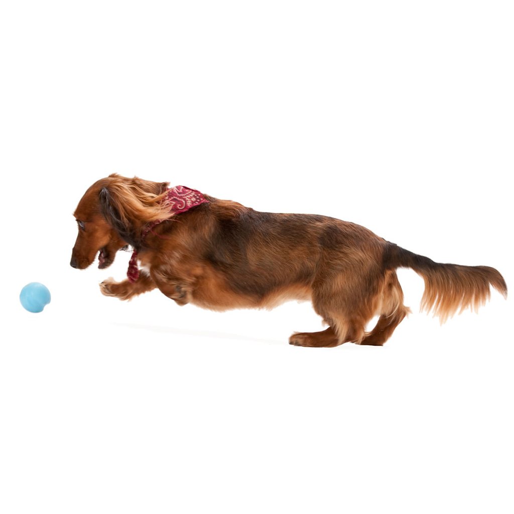 Jive Dog Ball