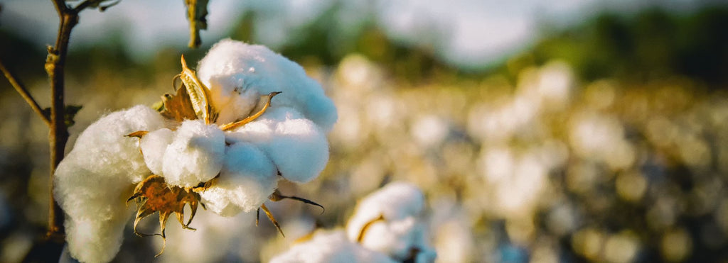 Material stories: what is cotton?