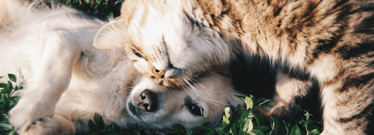 Pet Products for Life (Not Just for Christmas)