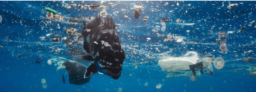 David Attenborough hits out at plastic waste