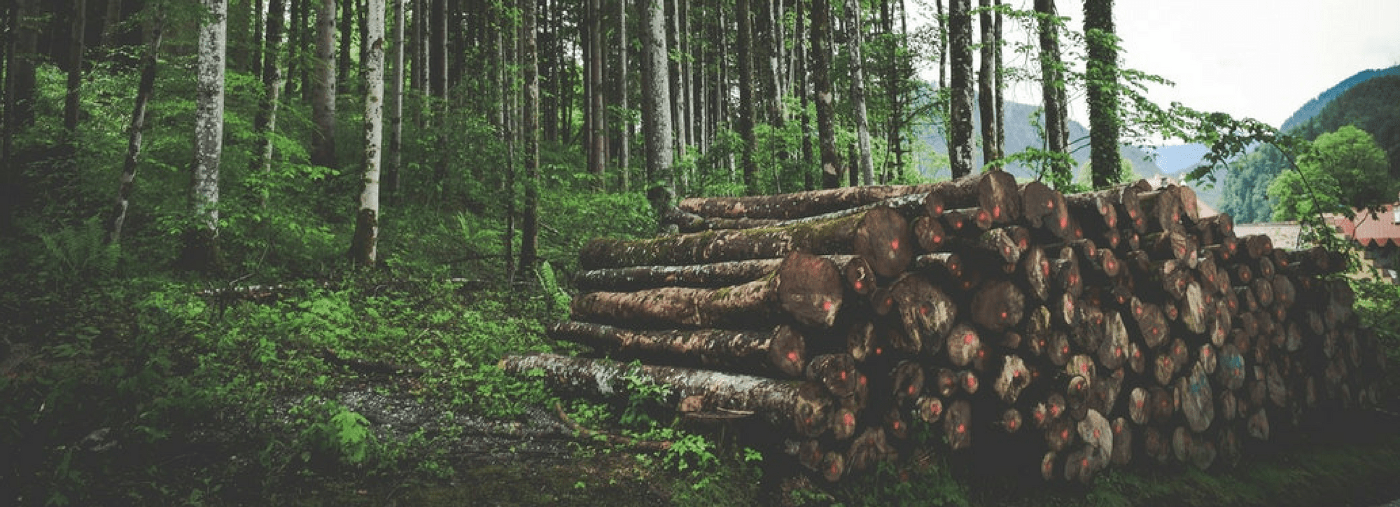 Car Parts Made out of Wood: Is this the Future?