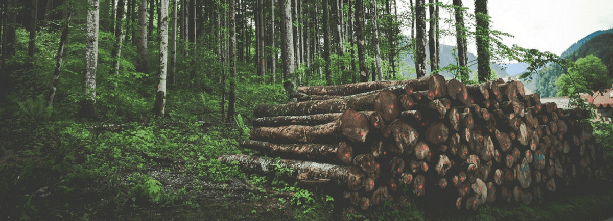 Car Parts Made out of Wood: Is this the Future?