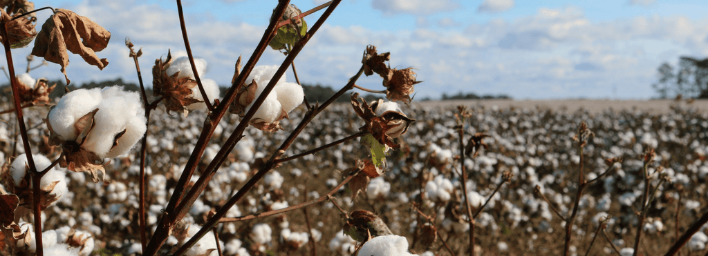 World Water Day: The True Cost of Conventional Cotton