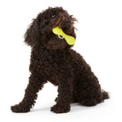 Hurley Dog Bone