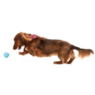 Jive Dog Ball