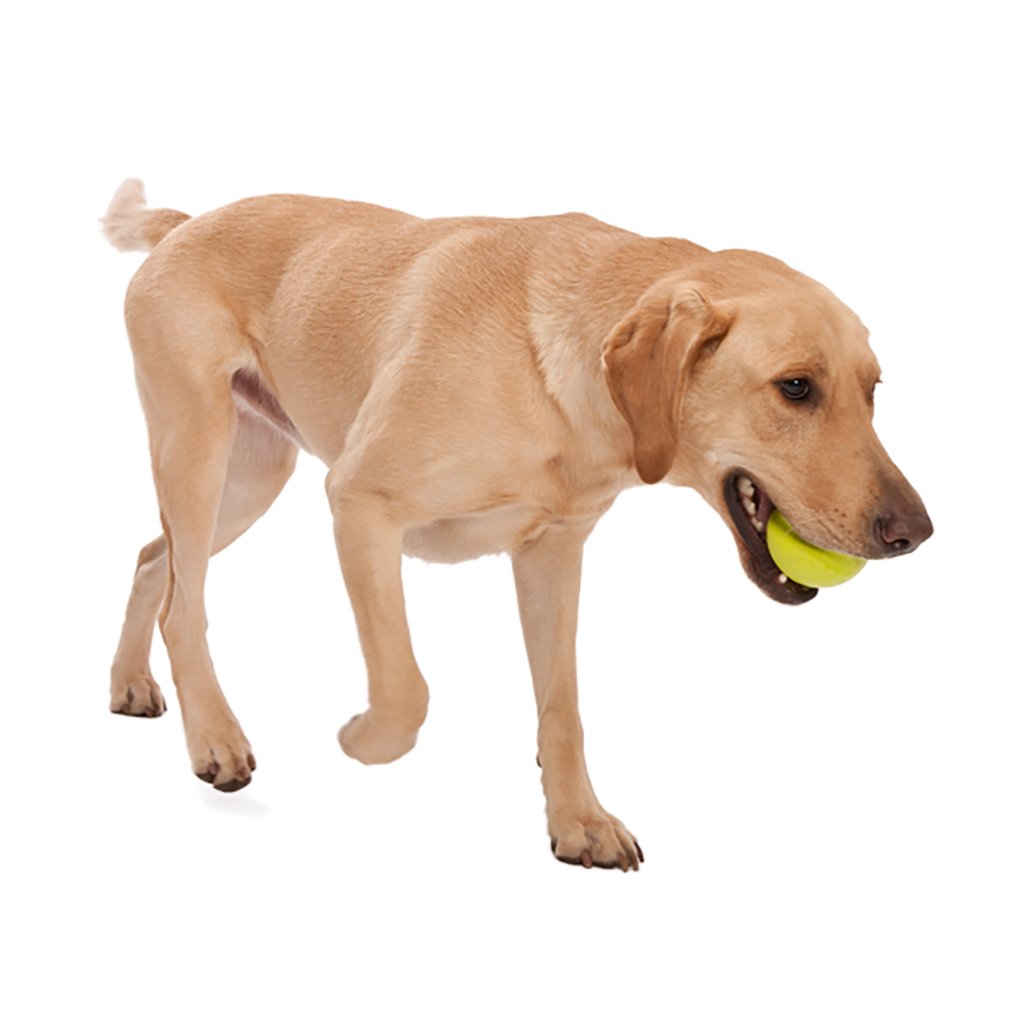 Jive Dog Ball